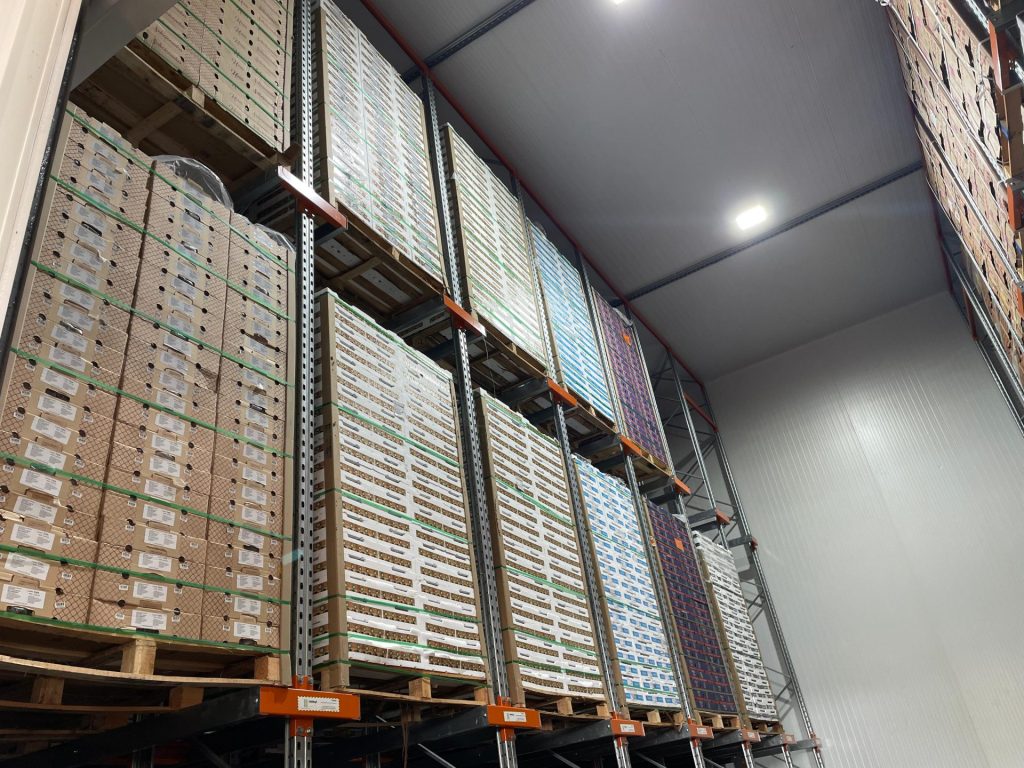 Frutas recebem tratamento premium na CEASA/MS até chegar ao consumidor