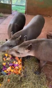 CEASA/MS doa frutas e verduras ao Centro de Reabilitação de Animais Silvestres